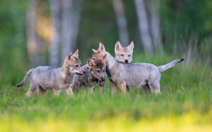 Matthias Niehues aus Vechta bringt uns in der Serie „Wölfe im Landkreis Vechta“ eine scheue Tierart näher, die sich sonst sehr versteckt hält. Matthias Niehues aus Vechta bringt uns in der Serie „Wölfe im Landkreis Vechta“ eine scheue Tierart näher, die sich sonst sehr versteckt hält.