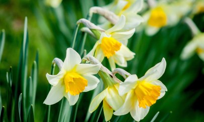 Garten im Wandel - Blühende Vielfalt zur Osterzeit Garten im Wandel - Blühende Vielfalt zur Osterzeit
