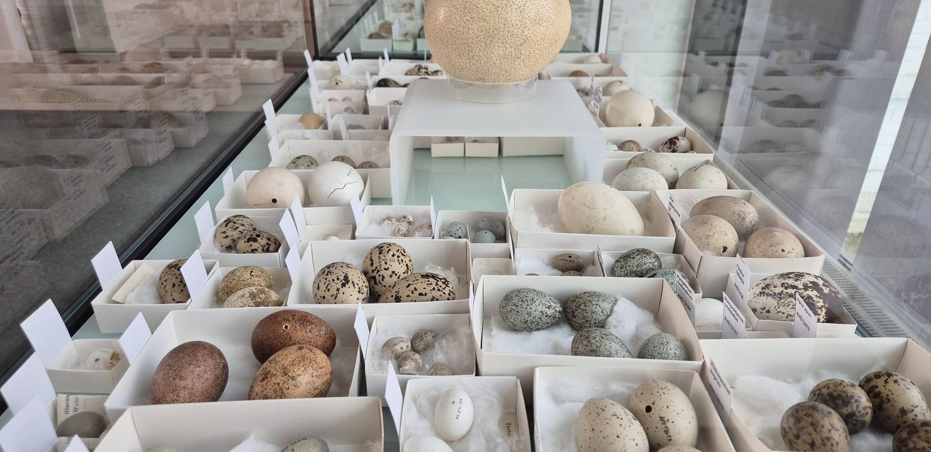 Ei ist nicht gleich Ei Ei ist nicht gleich Ei