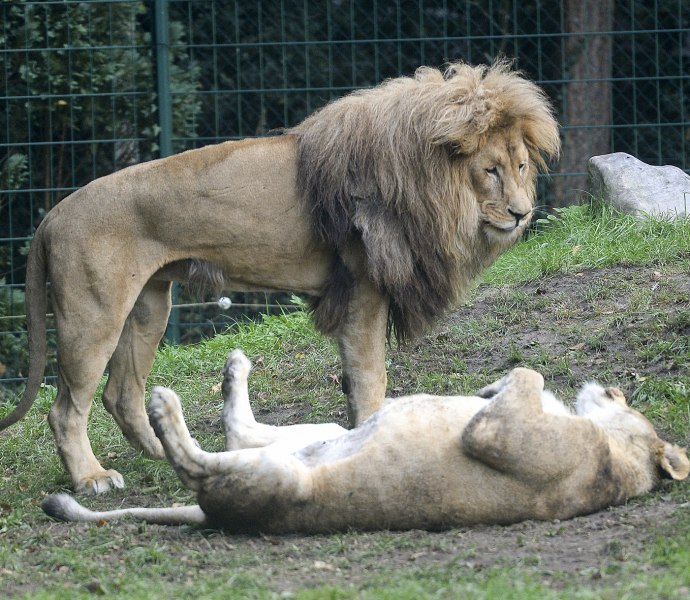 loewenpaar_jaderpark_barbaraminnemann loewenpaar_jaderpark_barbaraminnemann