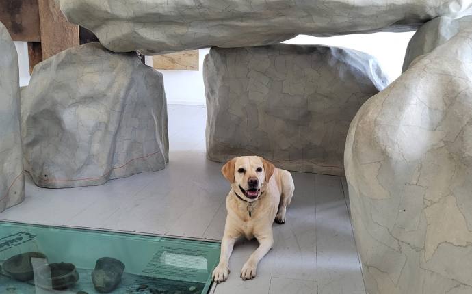 Wau - WOW! Mit Hund ins Museum