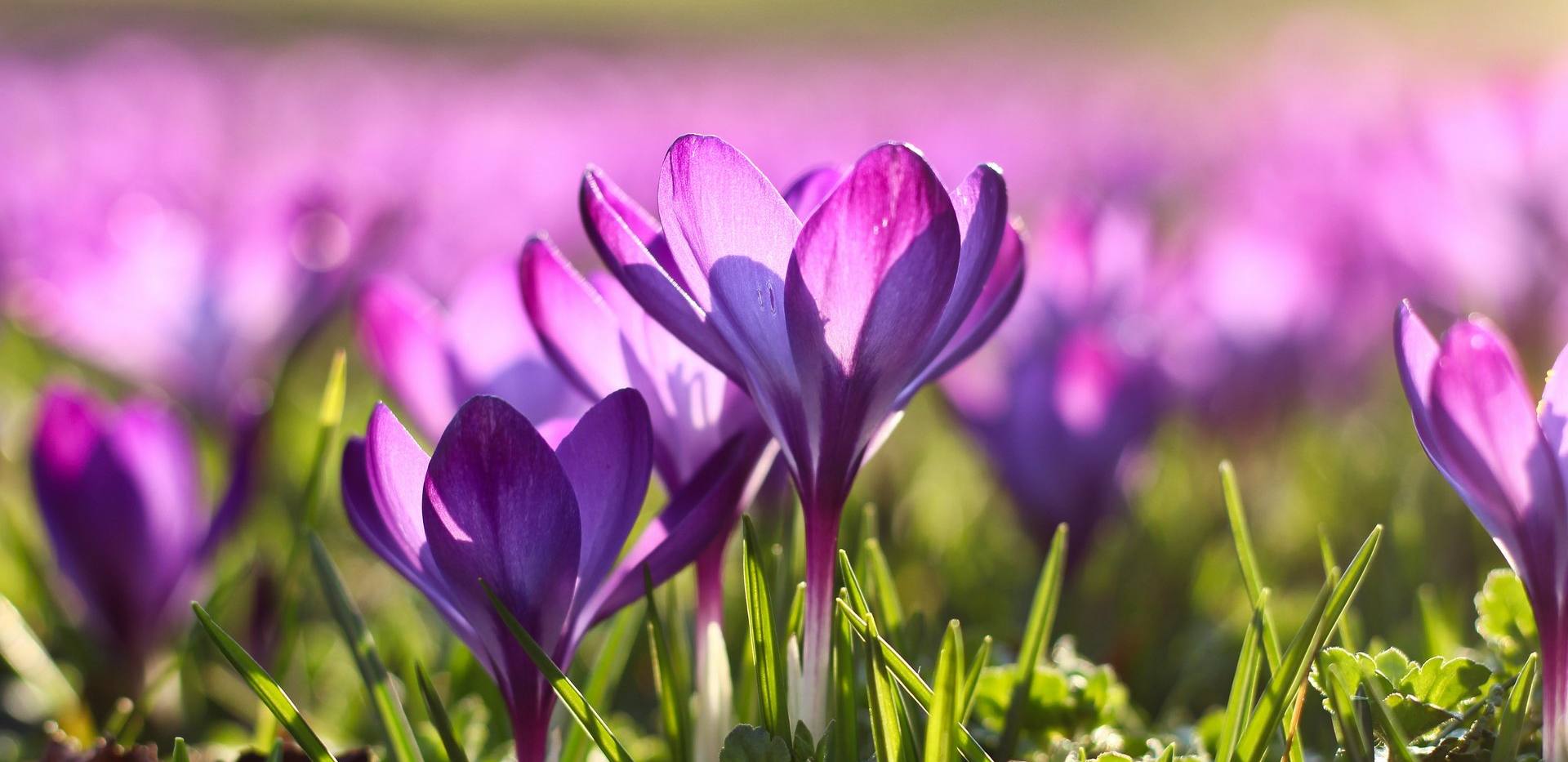 Garten im Wandel - Bl&uuml;hende Vielfalt im Fr&uuml;hling