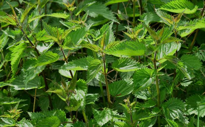 stinging-nettle-785292_brennessel_cc0 stinging-nettle-785292_brennessel_cc0