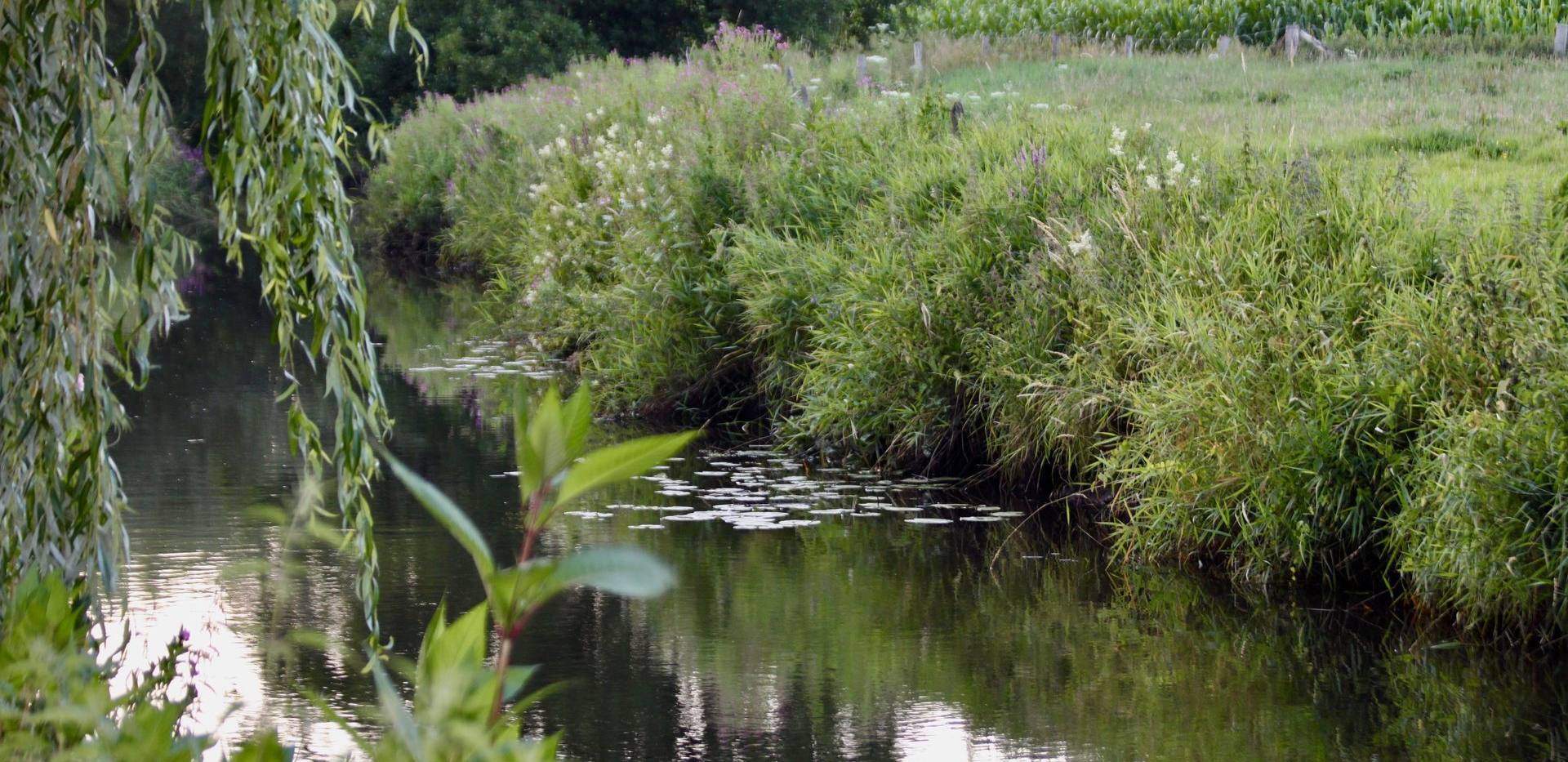 Die Haaren wird gesäumt von Weiden und Schilf. Die Haaren wird gesäumt von Weiden und Schilf.