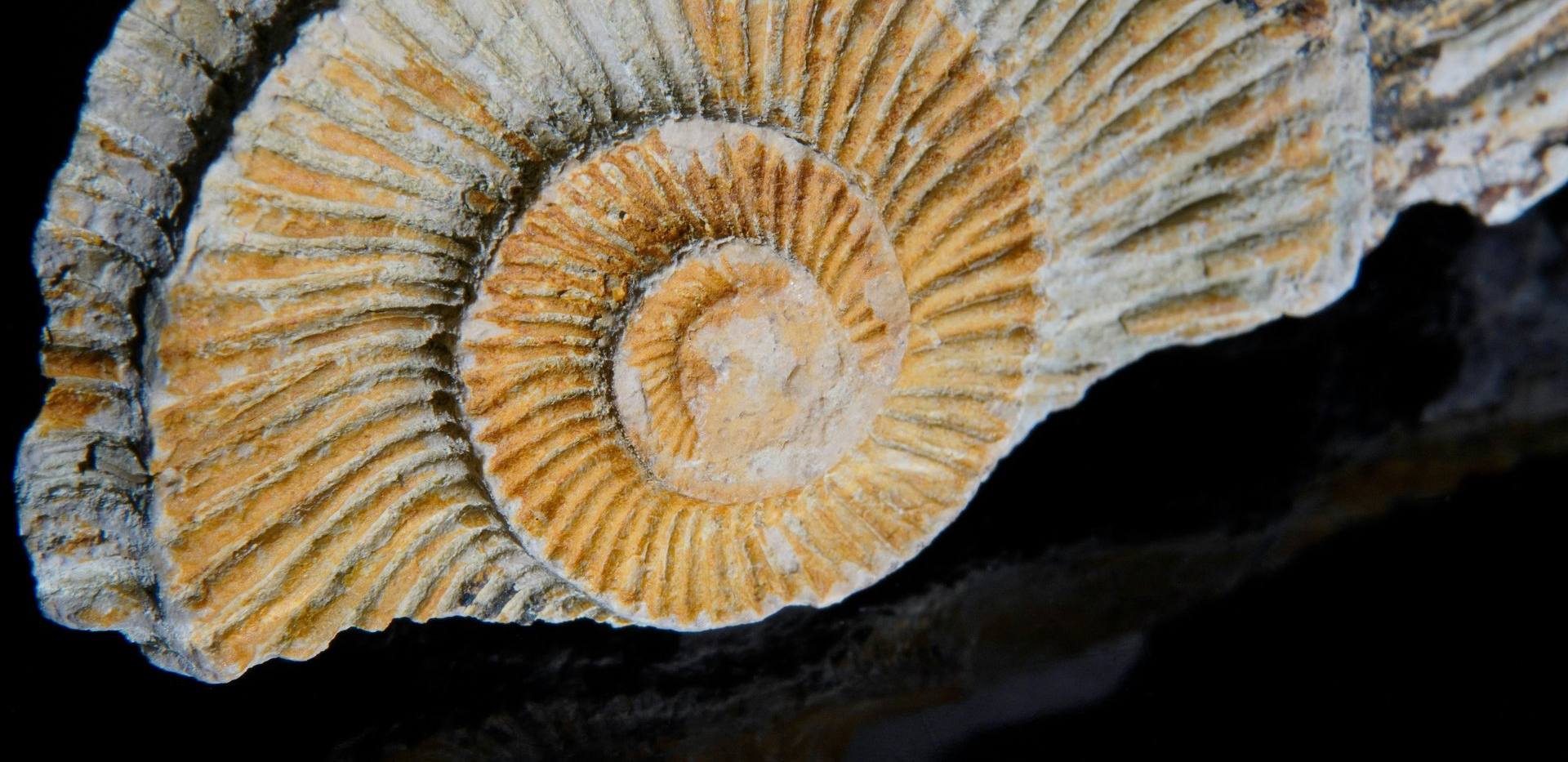 Fossilien und Mineralien Fossilien und Mineralien