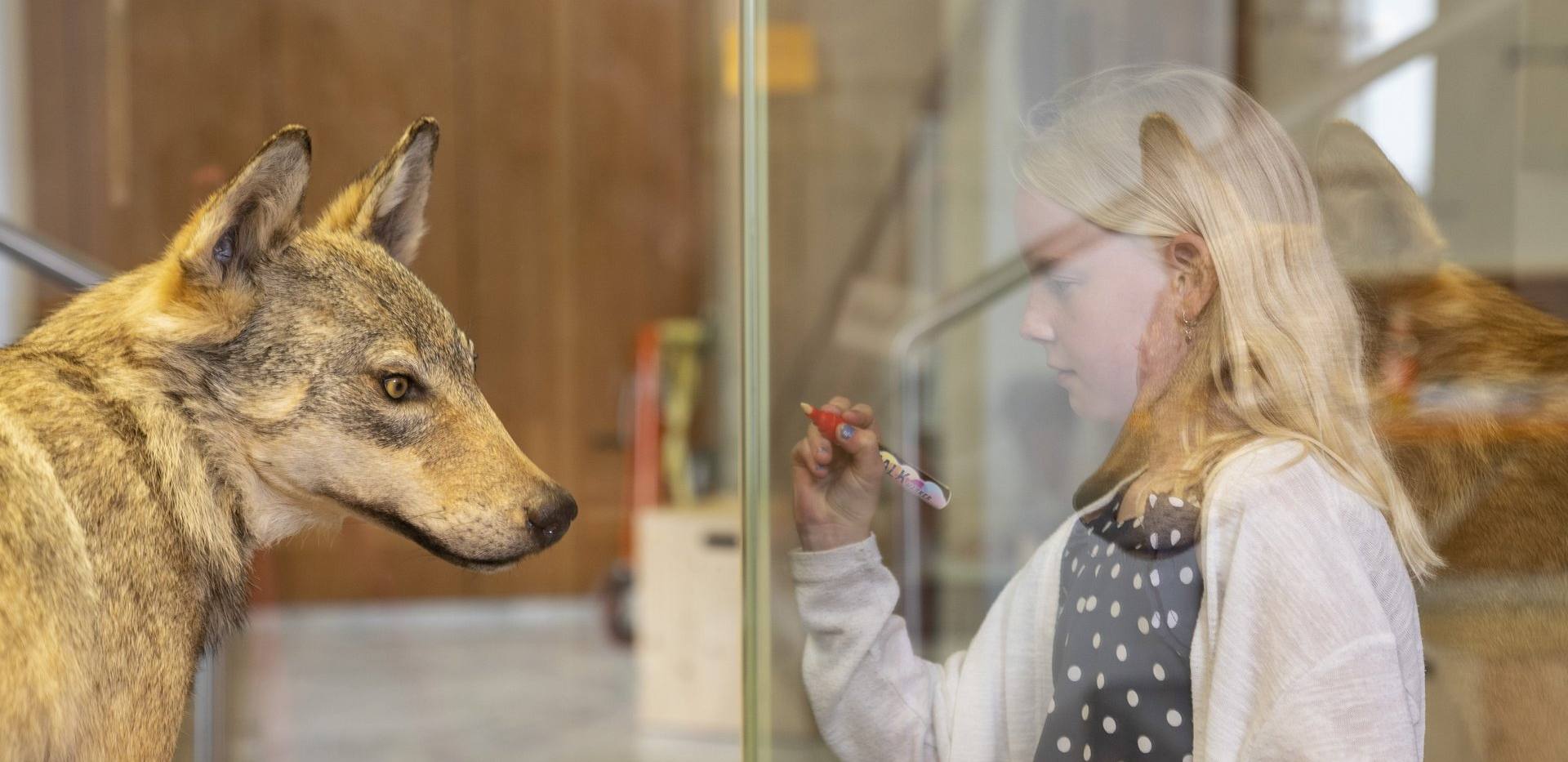 Neues zum Wolf - von Rotkäppchen bis Schafsrisse Neues zum Wolf - von Rotkäppchen bis Schafsrisse
