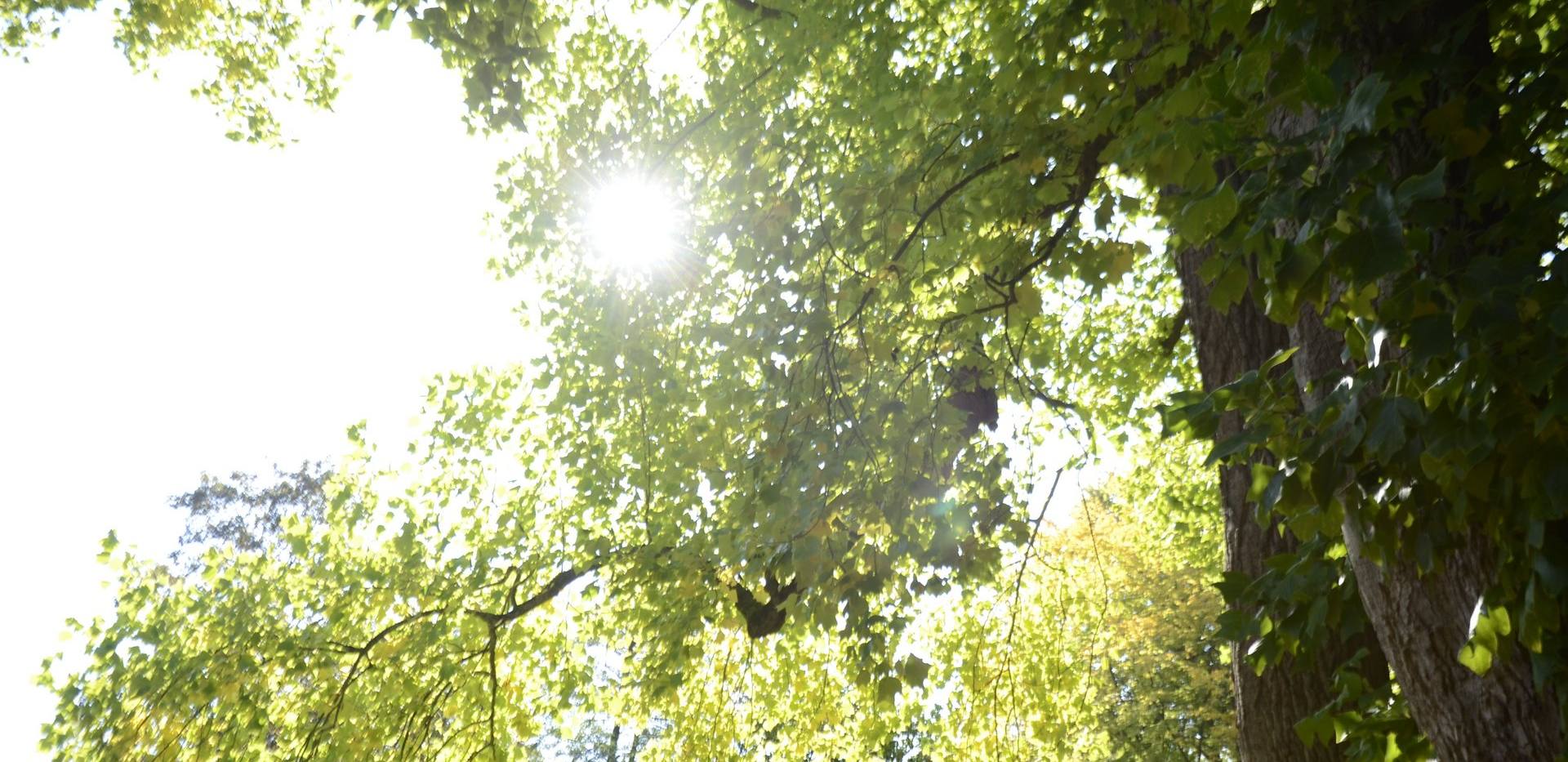 Garten im Wandel - Bäume im Fokus Garten im Wandel - Bäume im Fokus