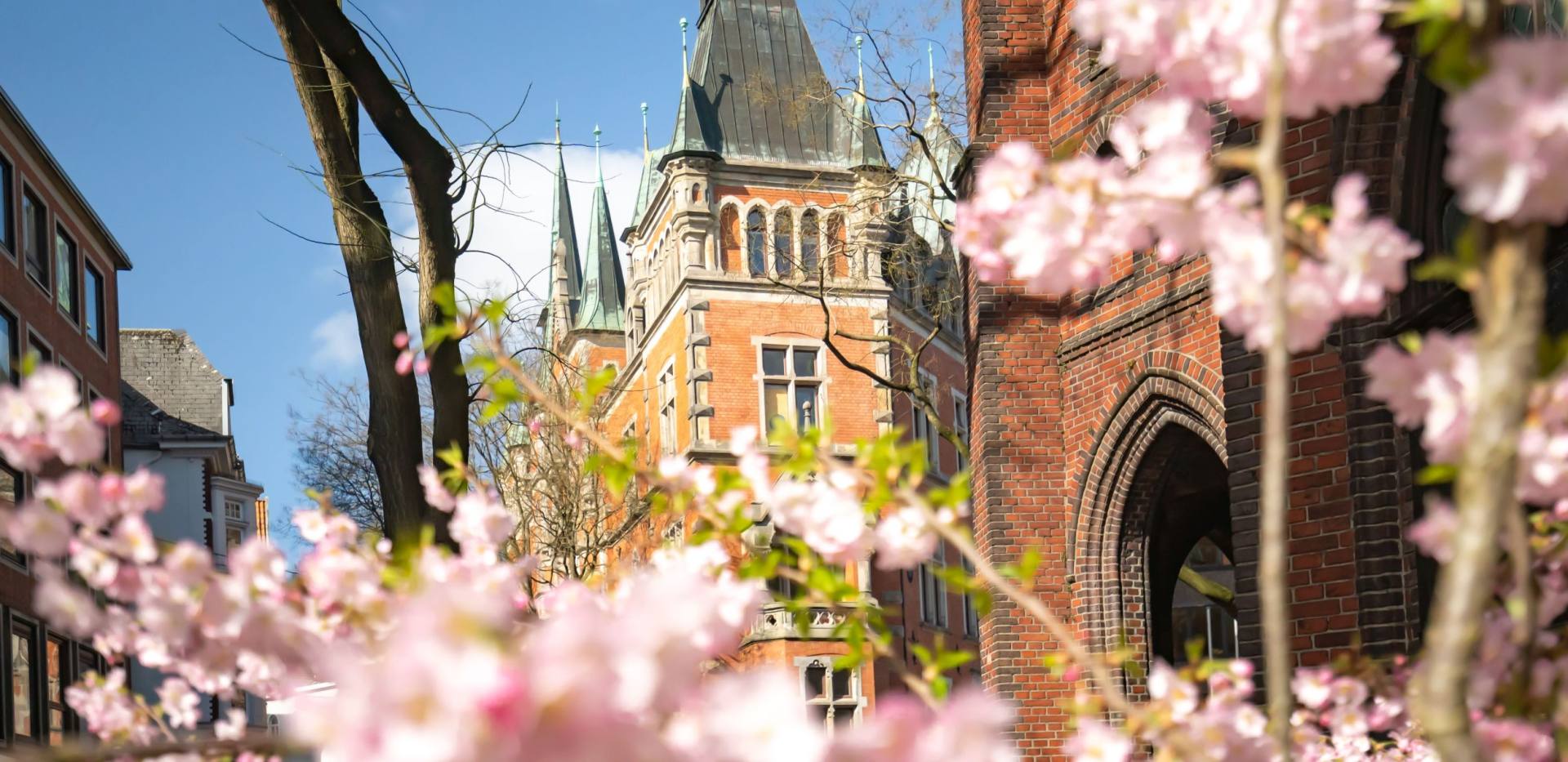 Blick auf das Alte Rathaus mit Kirschblüte im Vordergrund.