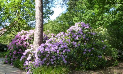Rhododendronroute im Ammerland (Start Oldenburg) Rhododendronroute im Ammerland (Start Oldenburg)