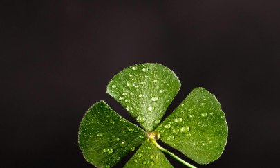 Vierbl&auml;ttriges Kleeblatt