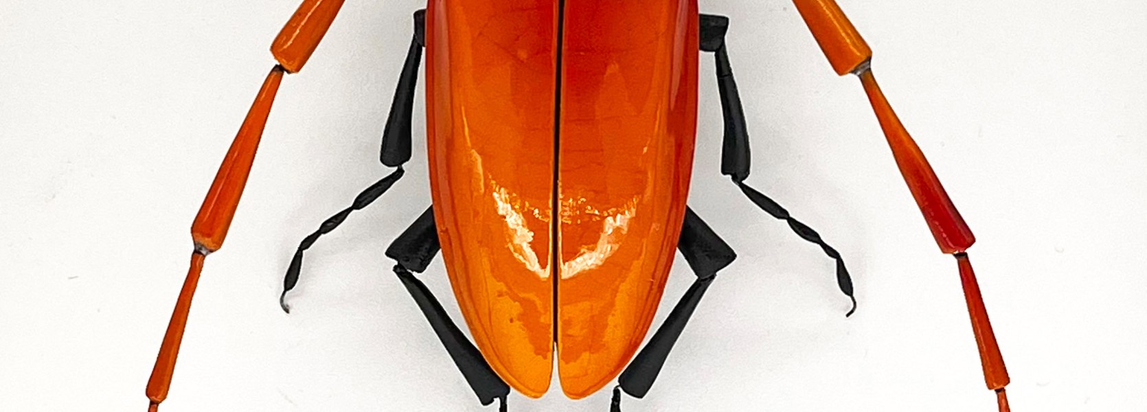 Orangenes Keramikinsekt Orangenes Keramikinsekt