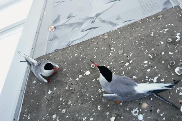 Die nasse Speisekammer der Watv&ouml;gel