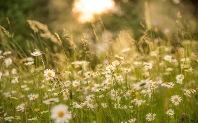 Garten im Wandel - Bl&uuml;hende Vielfalt zu Sommerbeginn