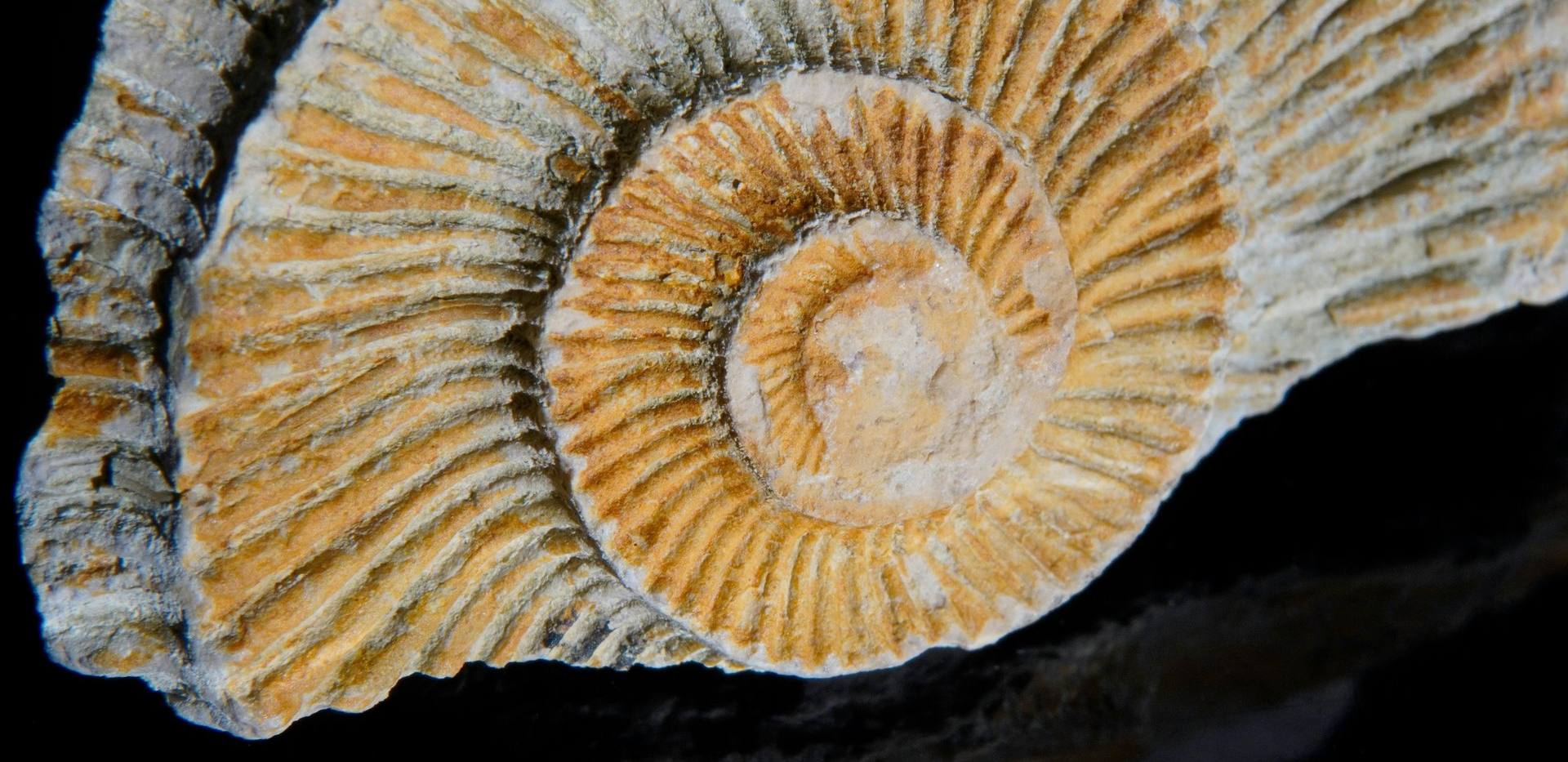 Von Hühnergöttern und Donnerkeilen - Fossilien und Mineralien in Aberglaube und Alltag Von Hühnergöttern und Donnerkeilen - Fossilien und Mineralien in Aberglaube und Alltag