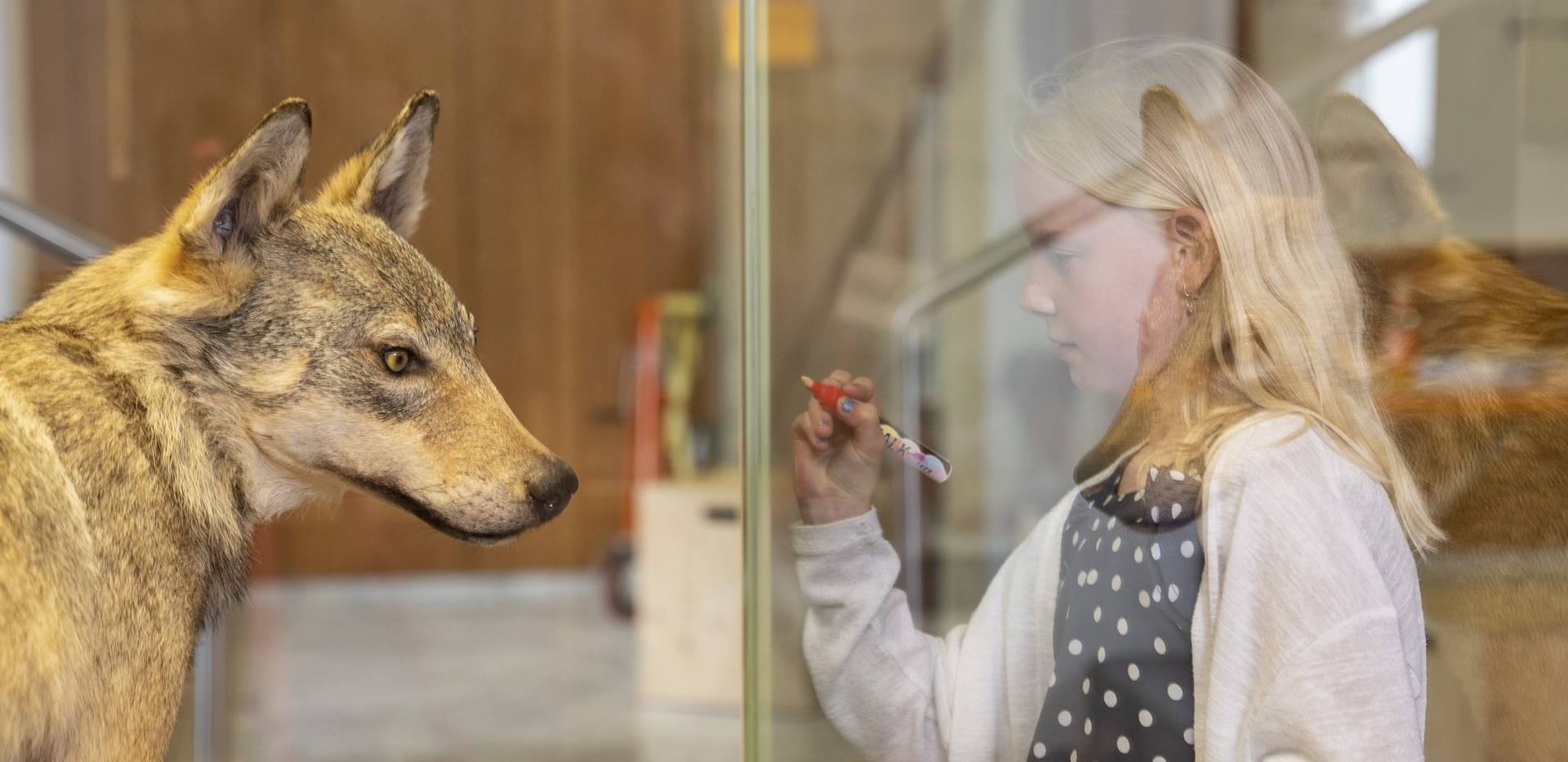 Dem Wolf auf der Spur