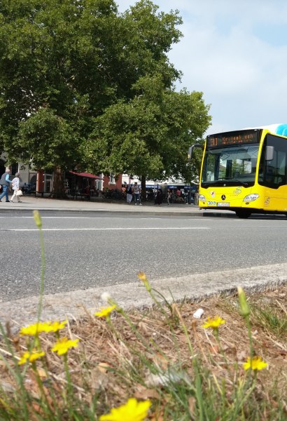 VWG Aus Liebe zu Oldenburg