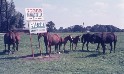 Wiese nahe Schwei, Stadland, Wesermarsch