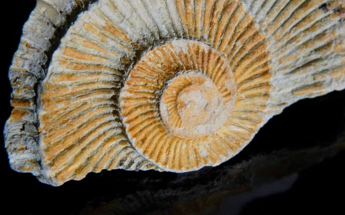 Von Hühnergöttern und Donnerkeilen - Fossilien und Mineralien in Aberglaube und Alltag Von Hühnergöttern und Donnerkeilen - Fossilien und Mineralien in Aberglaube und Alltag