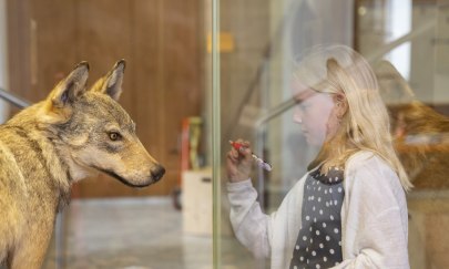 Der Wolf - von Rotkäppchen bis zum neuen Jagdrecht Der Wolf - von Rotkäppchen bis zum neuen Jagdrecht