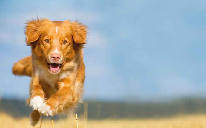 WESER-EMS BELLT 2026 - VDH/FCI Internationale Rassehunde-Ausstellung WESER-EMS BELLT 2026 - VDH/FCI Internationale Rassehunde-Ausstellung