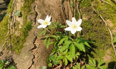 Fr&uuml;hlingstour nach Nethen