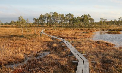 Ein Holzbohlenpfad führt durch eine Moorlandschaft. Ein Holzbohlenpfad führt durch eine Moorlandschaft.