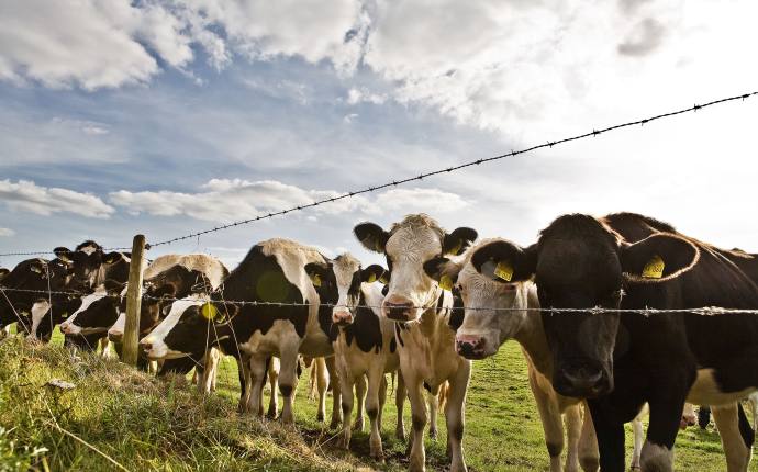 Kühe auf Wiese bei Oldenburg Kühe auf Wiese bei Oldenburg