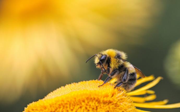 Biene._Foto_Smitry-Grigoriev_unsplash.jpg Biene._Foto_Smitry-Grigoriev_unsplash.jpg