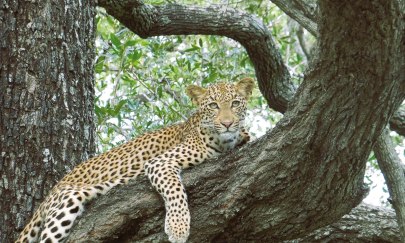 Leopard. Foto: Renate Gerdes Leopard. Foto: Renate Gerdes
