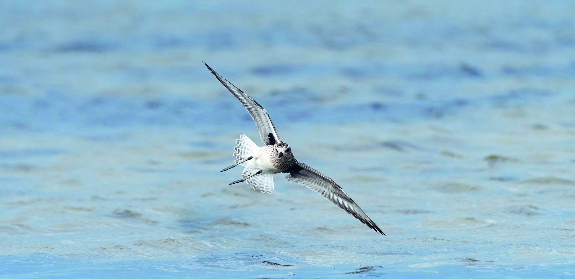 Vögel im Winter Vögel im Winter