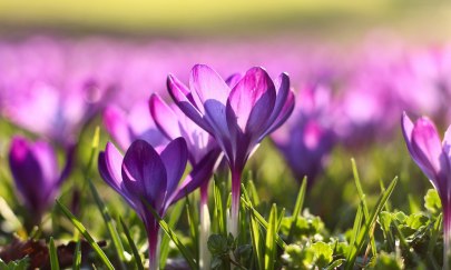 Garten im Wandel - Bl&uuml;hende Vielfalt im Fr&uuml;hling