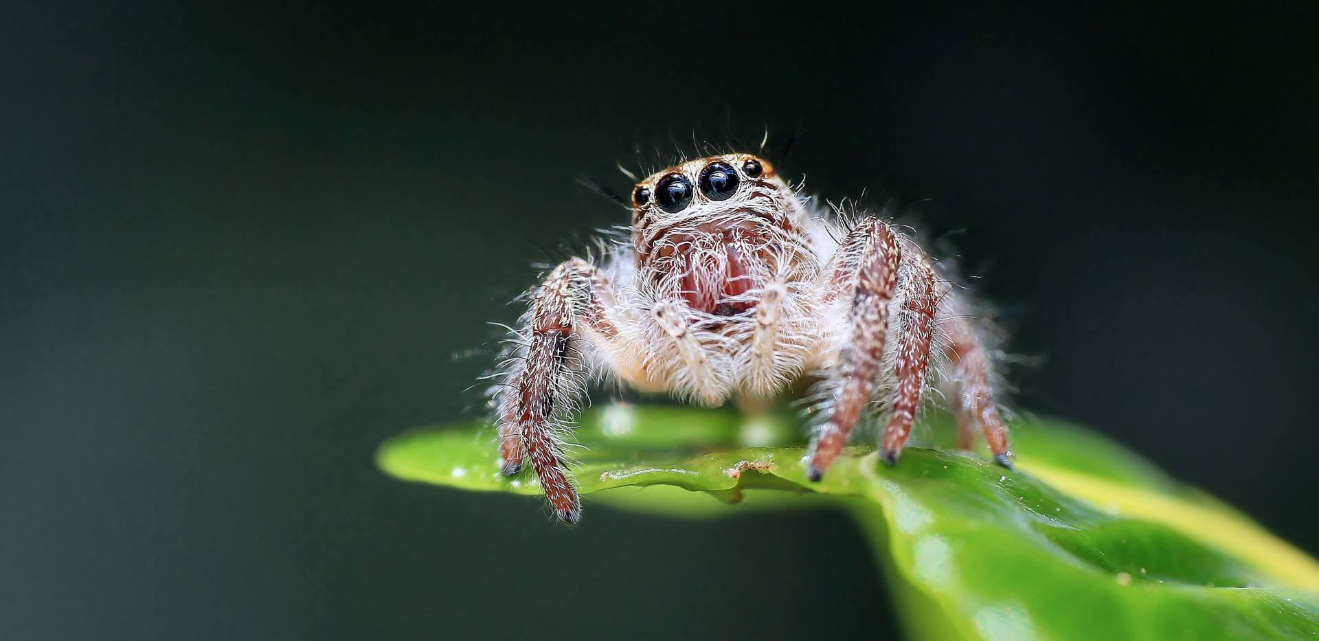 Close-Up Foto einer Spinne.
