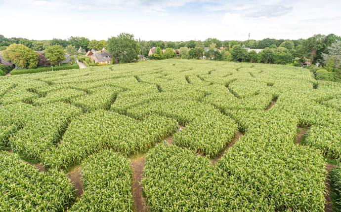 Oldenburg Maislabyrinth von oben