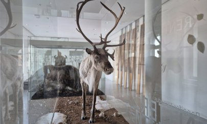 Tiere in der Steinzeit: Jäger und Gejagte Tiere in der Steinzeit: Jäger und Gejagte