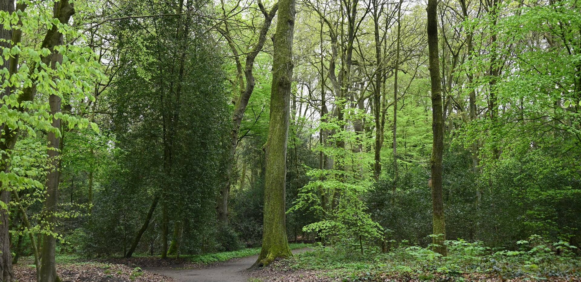 Wald im [Klima]Wandel - Welche Zukunft hat unser Wald?