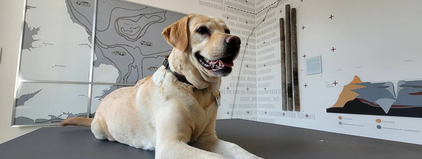 Wau - WOW! Mit Hund ins Museum