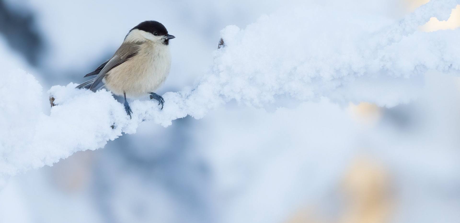 Nicht auf Reise, kleine Meise? Vögel im Winter