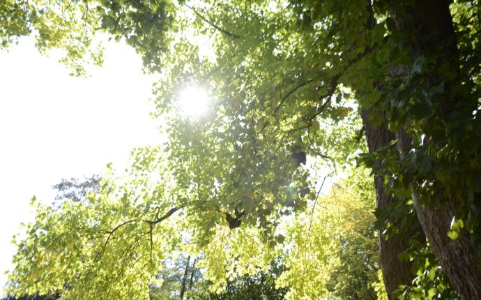 Garten im Wandel - Bäume im Fokus Garten im Wandel - Bäume im Fokus