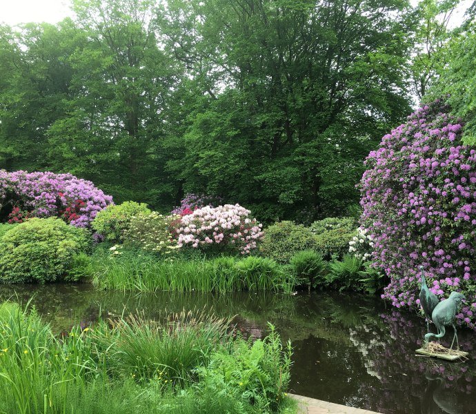 Schlossgarten Mühlenhunte Rhododendron