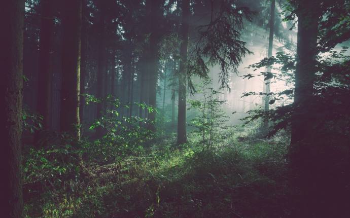Dem Wald verbunden - Waldgeister gestalten Dem Wald verbunden - Waldgeister gestalten