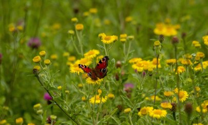 Darauf fliegen wir - insektenfreundliche Wildblumen Darauf fliegen wir - insektenfreundliche Wildblumen
