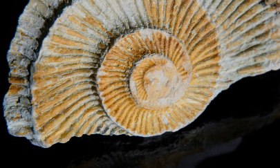 Von Hühnergöttern und Donnerkeilen - Fossilien und Mineralien in Aberglaube und Alltag Von Hühnergöttern und Donnerkeilen - Fossilien und Mineralien in Aberglaube und Alltag