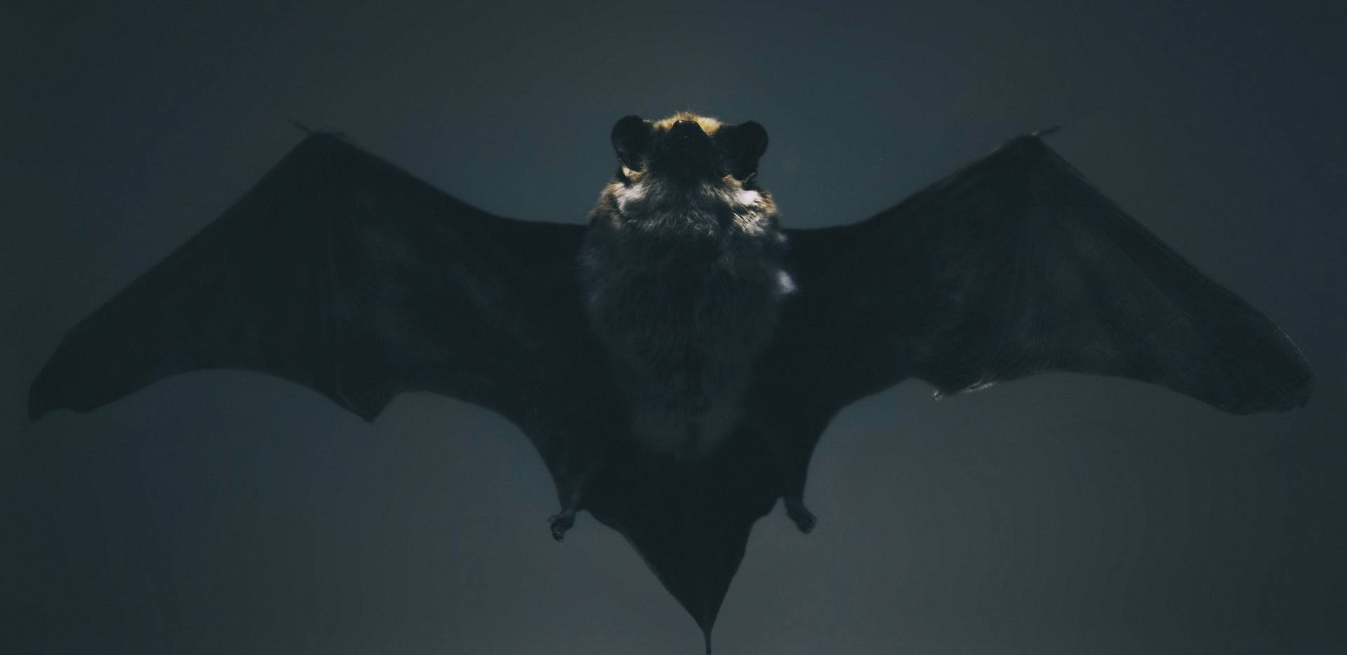 Foto: Nenad Milosevic / unsplash Foto: Nenad Milosevic / unsplash