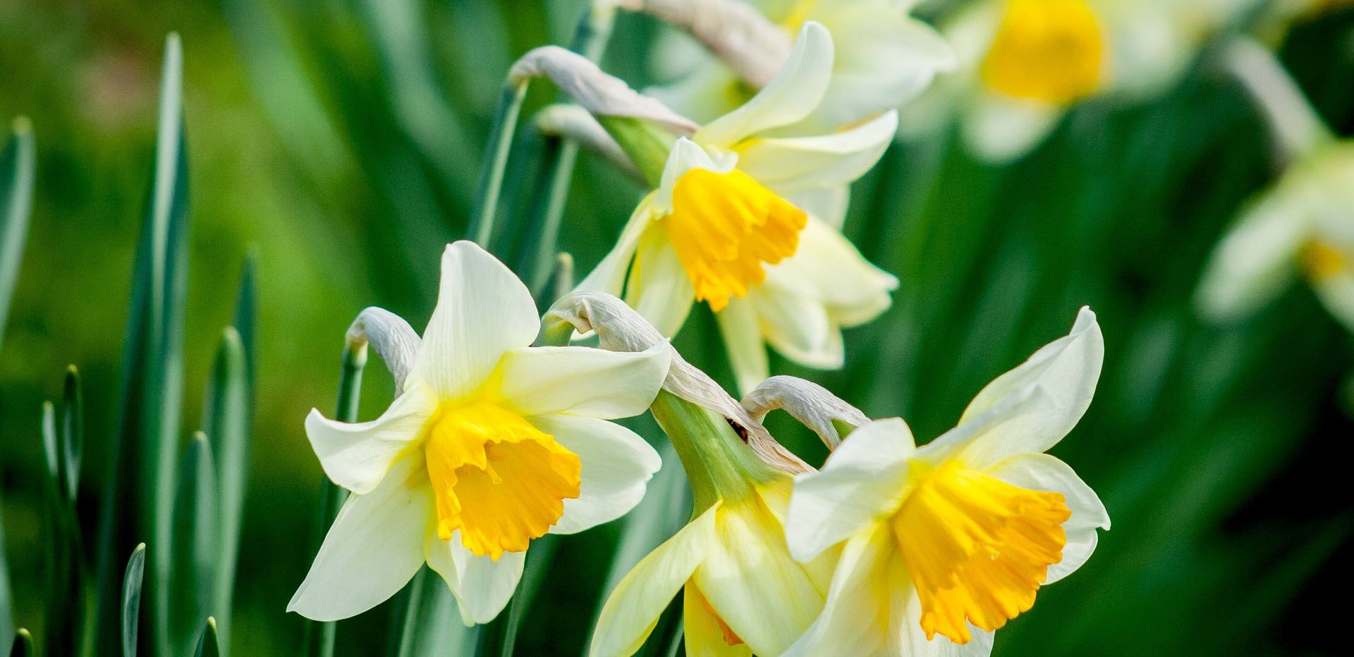 Garten im Wandel - Bl&uuml;hende Vielfalt zur Osterzeit