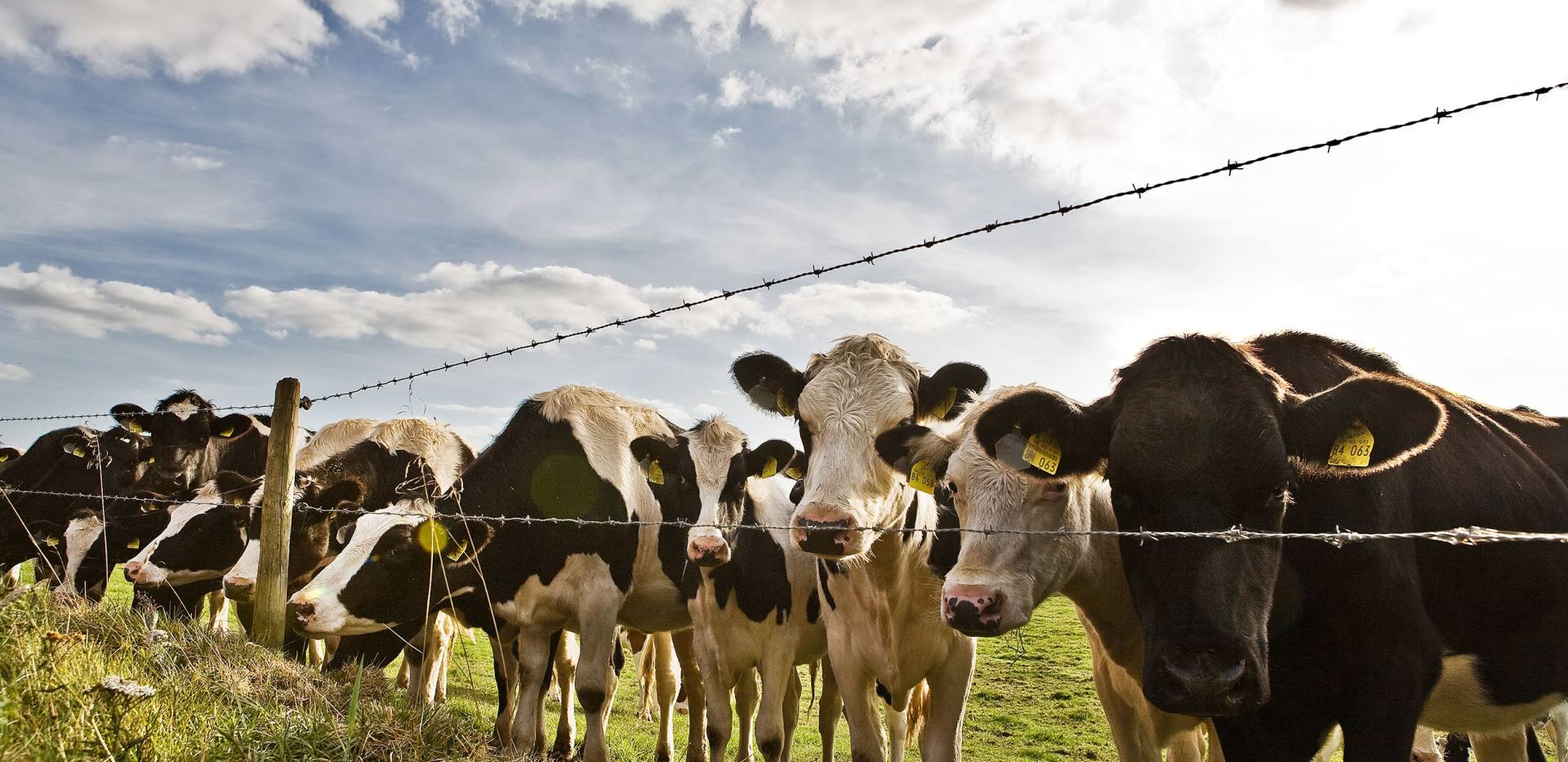 Kühe auf Wiese bei Oldenburg Kühe auf Wiese bei Oldenburg