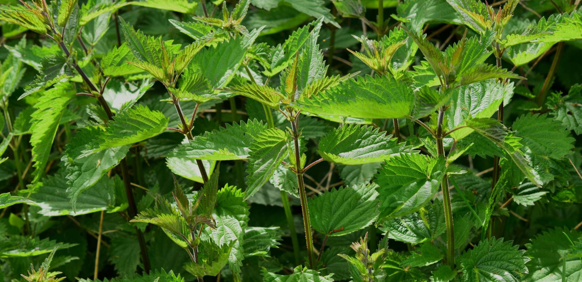 stinging-nettle-785292_brennessel_cc0