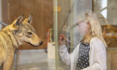 Dem Wolf auf der Spur