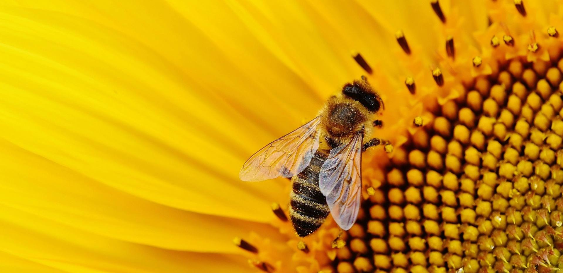 Summ summ summ, Bienchen summ herum…!
