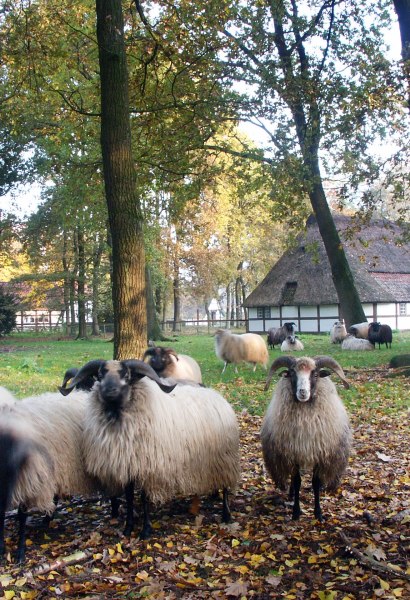 schnucken-ea schnucken-ea