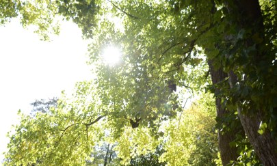 Garten im Wandel - B&auml;ume im Fokus